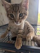 Kitten suchen neues zu Hause in 39629