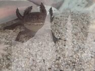Axolotl zu verkaufen - Bielefeld Quelle