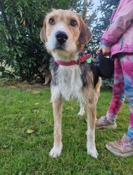 Enrico - sucht seine Menschen - Thale