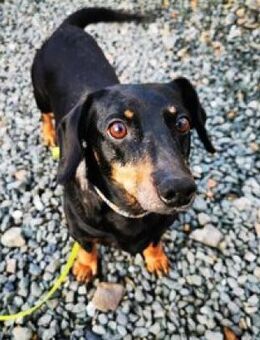 Senior Doktor sucht Dackelfans - Heinsdorfergrund