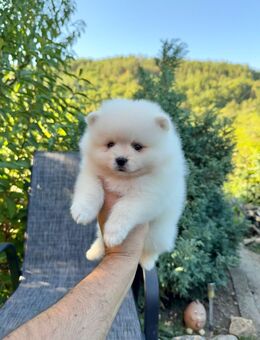Ich verkaufe einen Pomeranian - Leipzig