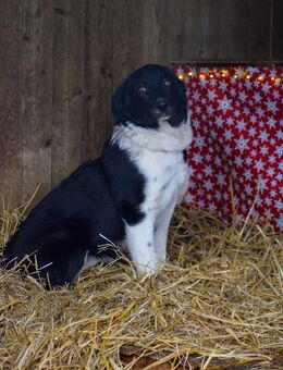 Unsere sehr menschenbezogene Cloe ca 6Monate alt und ca 45 cm groß - Angern