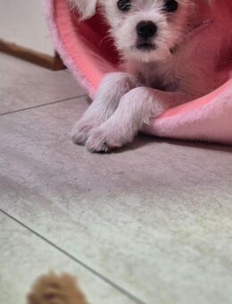 Yorkie Shi-Tzu -Terrier Mix Hündin 5 Monate alt sucht neues Zuhause für immer - Aldenhoven