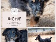 Richie Kleiner Hund, große Augen, noch - Brühl (Nordrhein-Westfalen)