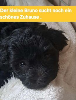 Verkaufe Bolonka Zwenta Welpen - Nordhausen