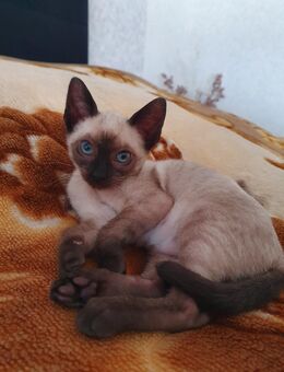Siam Kitten abgabebereit - Schwalbach