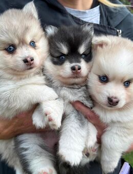 2 Pomsky f3 Weibchen zuverkaufen - Poppenhausen