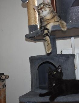 Katzenkinder suchen ihr für immer zuhause - Hohenstadt