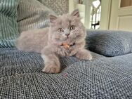 BKH BLH Britisch Kurzhaar Langhaar Kitten abzugeben - Tettau (Brandenburg)