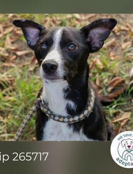 Chip 265717: Hundekind sucht ein Zuhause - Kirchzell
