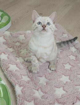 Snow Lynx Bengal Kitten - Essen