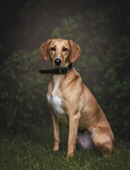 Amy -bedroht von hundehassenden Nachbarn - Löwenberger Land