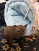 Wunderschöne Burma-Kätzchen zu verkaufen! 🌟 in 32105