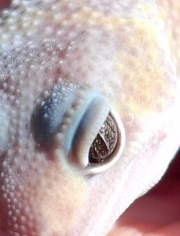 Leopardgecko Blizzard Männchen - Berlin