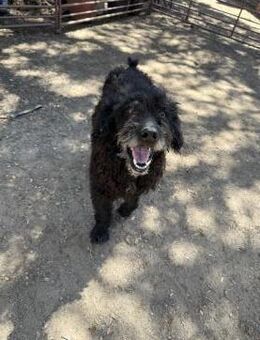 Agiler Wasserhund Willi sucht# - Essen