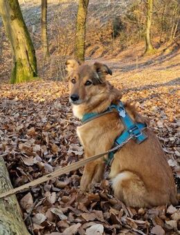 Lee sucht ein neues Zuhause - Blankenheim (Nordrhein-Westfalen)