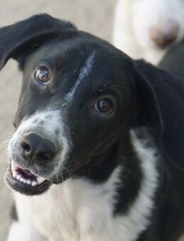 Piko, geb. ca. 01/2025, GRIECHENLAND - Euskirchen