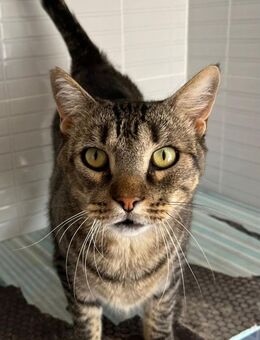 Ginseng liebevoller kater - Benediktbeuern