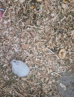 Zwerg Hamster zu verkaufen - Berlin