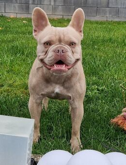 Französische bulldogge - Siegen (Universitätsstadt)