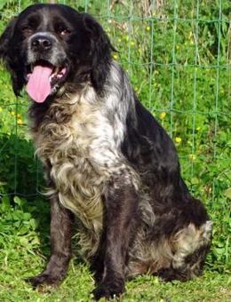 Xico ist ein feiner Kerl - Brunstorf