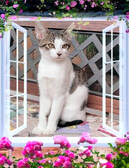 BKH Mix Kitten - Ölbronn-Dürrn