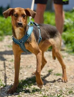 Schäfimix JOLANDA will dir gefallen ❤️ - Mylau