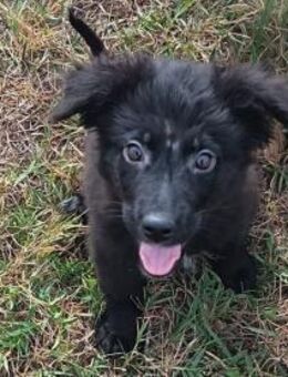 Nessy kam in die Tötung - Olsberg