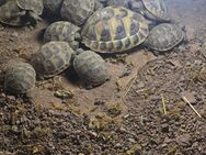 Maurischen und Grischiche Landschildkröten - Mittelreidenbach