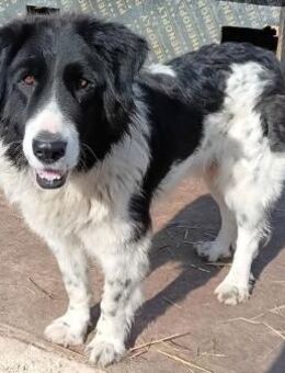 Teddybärchen - HELA - - Kempen