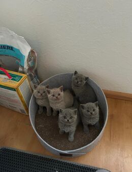 BKH Kitten - Schönwald Zentrum