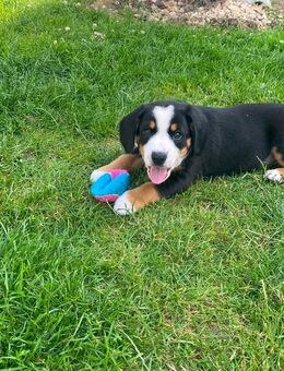 Entlebucher Welpen - Langerwehe