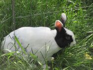 Kaninchen kastriert abzugeben - München