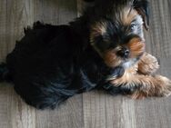 wunderschöner Yorkshire Terrier Welpe / Rüde - Rudelzhausen