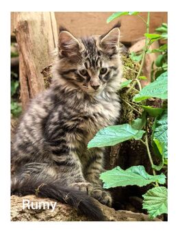 Noch 4 junge Maine Coon Kater suchen ein neues Zuhause - Wonsees