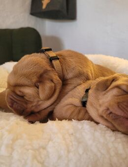 Labrador Welpen Rüden - Pösing