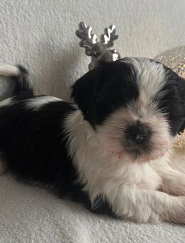 Zuckersüße Shih Tzu Welpen - Berlin Marzahn-Hellersdorf