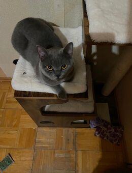 BKH Britisch Kurzhaar Weibchen - Osnabrück