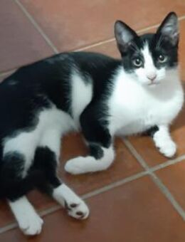 Freddy schnurrt mit Begeisterung - Aichwald