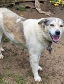 Einsame Cora sucht Familienanschluss - München