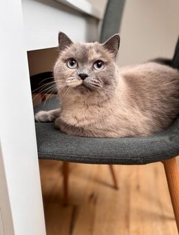 BKH Katze Kastriert - Südbrookmerland