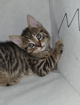Kitten - Rheinfelden (Baden)