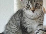 Süße Katzenbabys - Köln