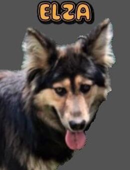 Hundedame ELZA - Gefrees