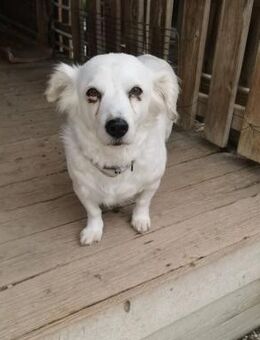 Rosa, unsere verschmuste Zuckermaus - Starnberg