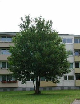 Hier macht wohnen Spaß: großzügige 3-Zimmer-Wohnung - Kiel