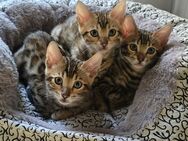 Bengal Kitten - Duisburg