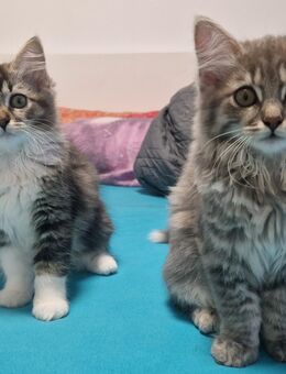 Kitten Geschwisterpärchen - Lorch (Baden-Württemberg)