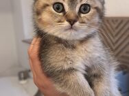 BKH Kitten Mädchen sucht eine neue Familie - Hof Zentrum