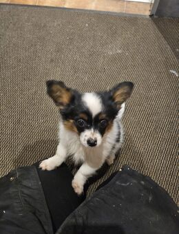 Papilon welpe - Lilienthal